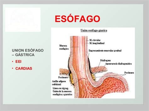 esofago in inglese|esofago in English .